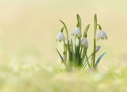 Spring Snowflake (Leucojum vernum), Kufstein District, North Tirol, Tirol, Austria, Europe