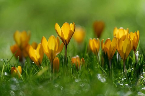 Dutch yellow crocus, (Crocus flavus)