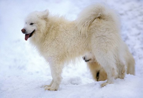 Samoyede dog standing on snow
