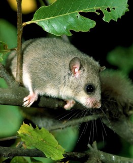 Edible Dormouse (glis glis)