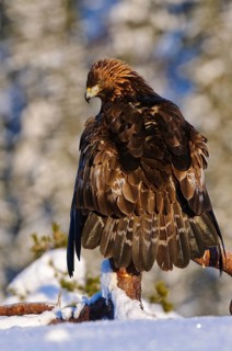 Golden eagle (Aquila chrysaetos), coat, coat, coat, coat, Norway, Europe
