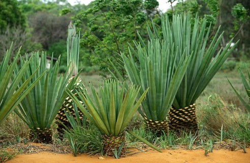 Sisal (agave sisalana) plant, Fort Dauphin in Madagascar