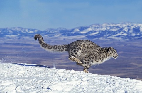 (Unica unica), Uncia uncia, Irbis, Snow Leopard, Snow Leopards (Panthera uncia), Predators,
