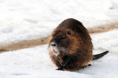 Nutria (Myocastor coypus), Coypu