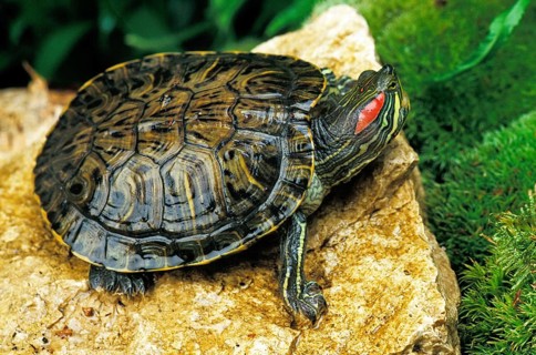 Red-Eared Terrapin (trachemys scripta elegans)