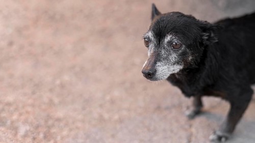 Sad rescue dog adoption center with copy space