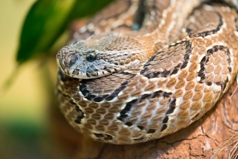 Russell's viper (Daboia russelii) is a species of venomous snake in the family Viperidae