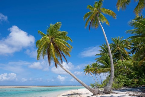 Coconut palm (Cocos nucifera), picturesque secluded beach, Tikehau, atoll, Tuamotu archipelago,