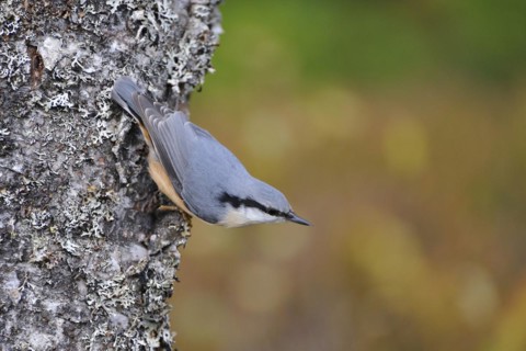 Eurasian Nuthatch when foraging on a tree trunk