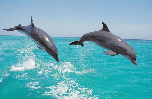 Bottlenose Dolphin (tursiops truncatus), Pair Leaping, Honduras, Central America