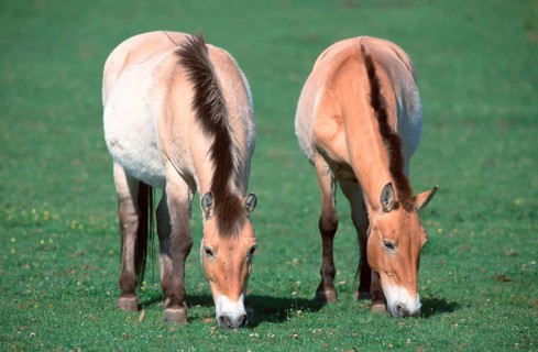 Przewalski's (Equus przewalskii) Wild Horses, mares, grazing, Przewalski-Pferde, Stuten, grasend,