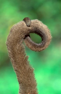 Woolly monkey, brown woolly monkey (Lagothrix lagotricha), tail