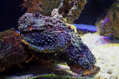 Reef stonefish (Synanceia verrucosa), Aquarium, Oceanographic Museum Monaco, Monaco Ville, Monaco,