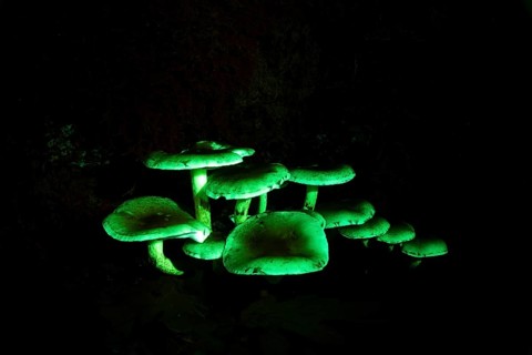 Sulphur head in UV-light, Mushroom in UV-light, Hypholoma species