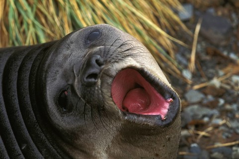 Southern Elephant Seal (mirounga leonina), Female calling Young, Antarctica