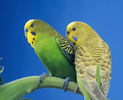 Budgerigar (melopsittacus undulatus), Adults on Branch