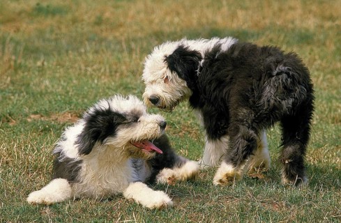 BOBTAIL DOG OR OLD ENGLISH SHEPHERD, PUPPIES STAND ON GRASS