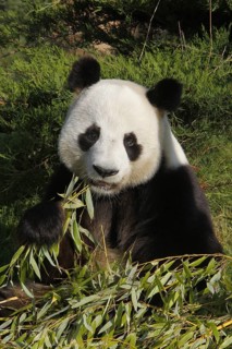 Giant panda, Bamboo Bear, Giant Pandas (ailuropoda melanoleuca), Bamboo Bears, Small Bears,