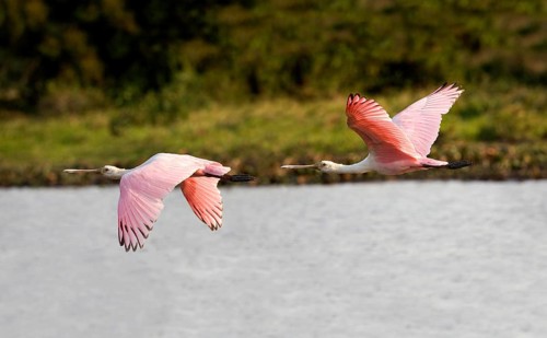 Roseatte Spoonbill (platalea ajaja), Adults in Flight, Los Lianos in Venezuela
