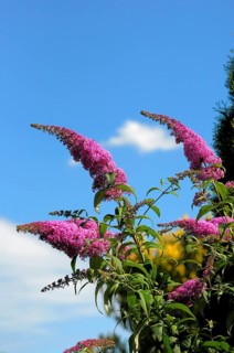 Summer lilac, butterfly bush flowering in the garden