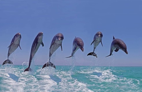 Bottlenose dolphin (tursiops truncatus), group jumping, Honduras, Central America