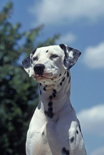 Portrait of Dalmatian Dog