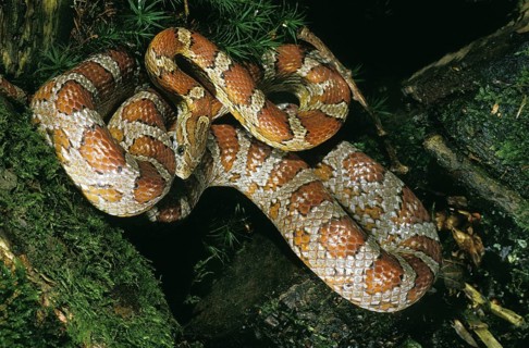 CORN SNAKE (elaphe guttata) OR RAT SNAKE
