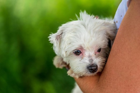 Small mini maltese dog on a woman's arm