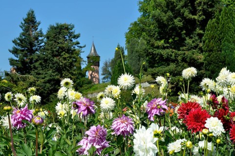 On Lake Constance, Mainau Island, Dahlia Garden, Dahlia Blossom, Swedish Tower