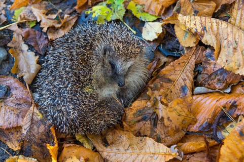 Hedgehogs (Erinaceus europaeus) in autumn foliage, Lower Saxony, Germany, Europe