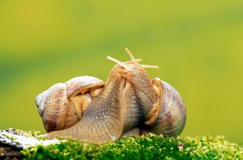 Edible (Helix pomatia) Snails, mating, Germany, Europe