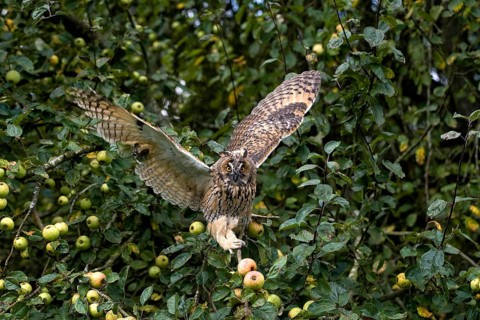Long-Eared Owl (asio otus), Adult in flight, Taking off from Apple Tree, Normandy