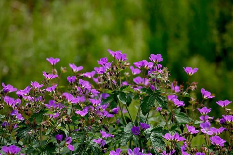 Cranesbill in Iceland