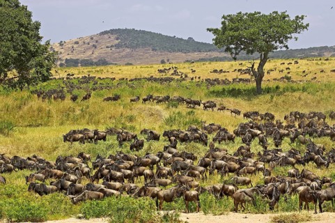Blue Wildebeest (connochaetes taurinus), Herd migrating, Masai Mara Park in Kenya