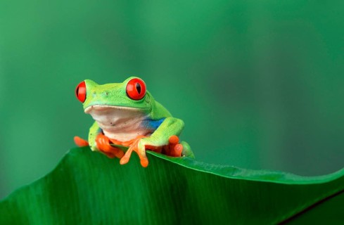 Red-eyed tree frog (Agalychnis callidryas), male