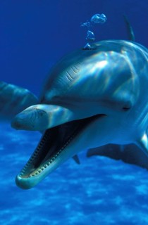 Bottlenose Dolphin (tursiops truncatus), Adult with Open Mouth