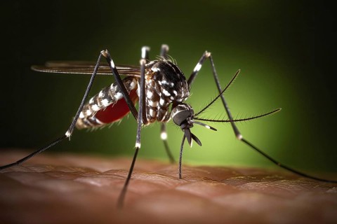 Close-up image of an African tiger mosquito with proboscis, AI generated