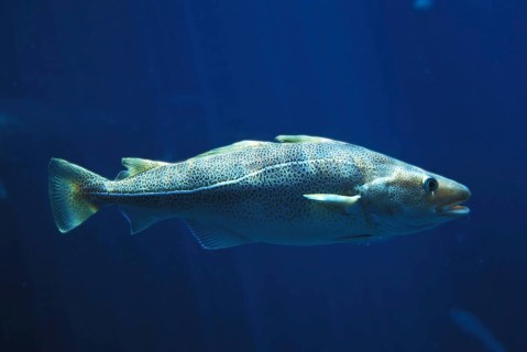 Atlantic cod (gadus morhua), Atlantic cod, Atlantic codfish, Other animals, Fish, Animals, Atlantic