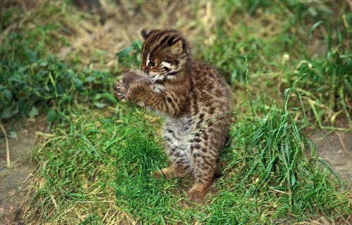 LEOPARD CAT (prionailurus bengalensis), CUB PLAYING WITH MOUSE