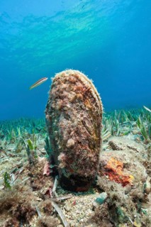 Fan Mussel (Pinna nobilis), Medes Islands, Costa Brava, Spain, Europe