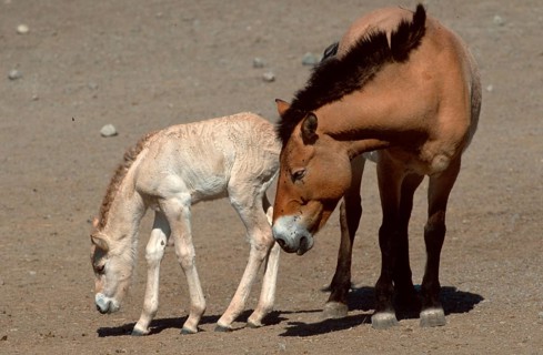Przewalski's horses, mare and foal, Przewalski's Wild Horse, mare with foal (mammals) (mammals)