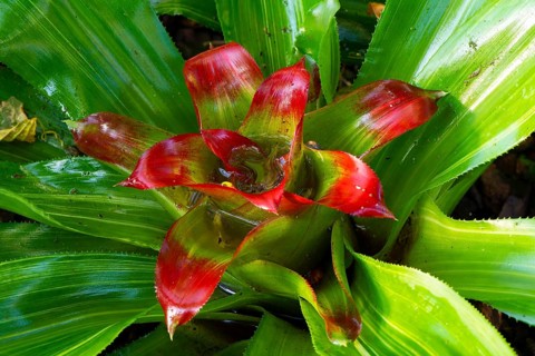 Nest bromeliad (Nidularium innocentii var. lineatum), Brazil, South America