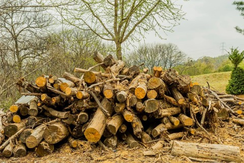 Pile of freshly cut logs laying on ground in front of trees in mountainside wilderness area in