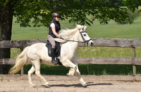 Older rider training an Icelandic horse at a gallop on an oval track