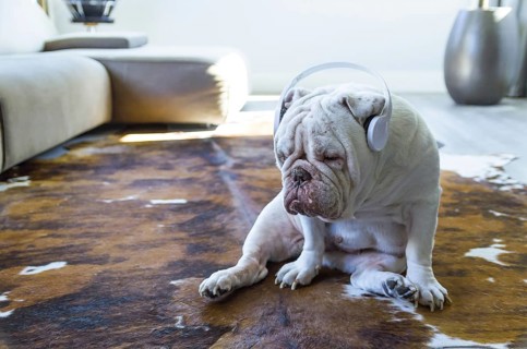 Cute English bulldog listening to music with headphones in living room