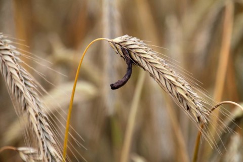 Rye with ergot