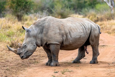 White rhinoceros or square-lipped rhinoceros is the largest extant species of rhinoceros. South