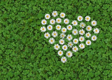 Daisy (Bellis perennis) formed like a heart on a white clover (Trifolium repens) green underground,