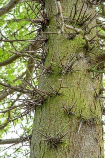 Honey locust (Gleditsia triacanthos), Rotehorn Park, Germany, Europe