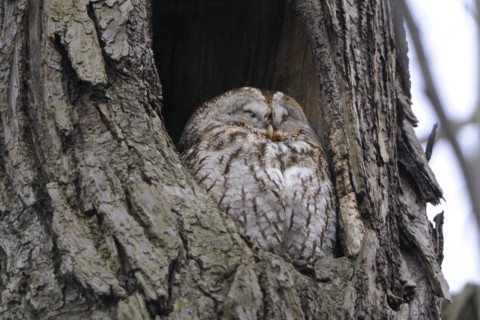 Strix aluco